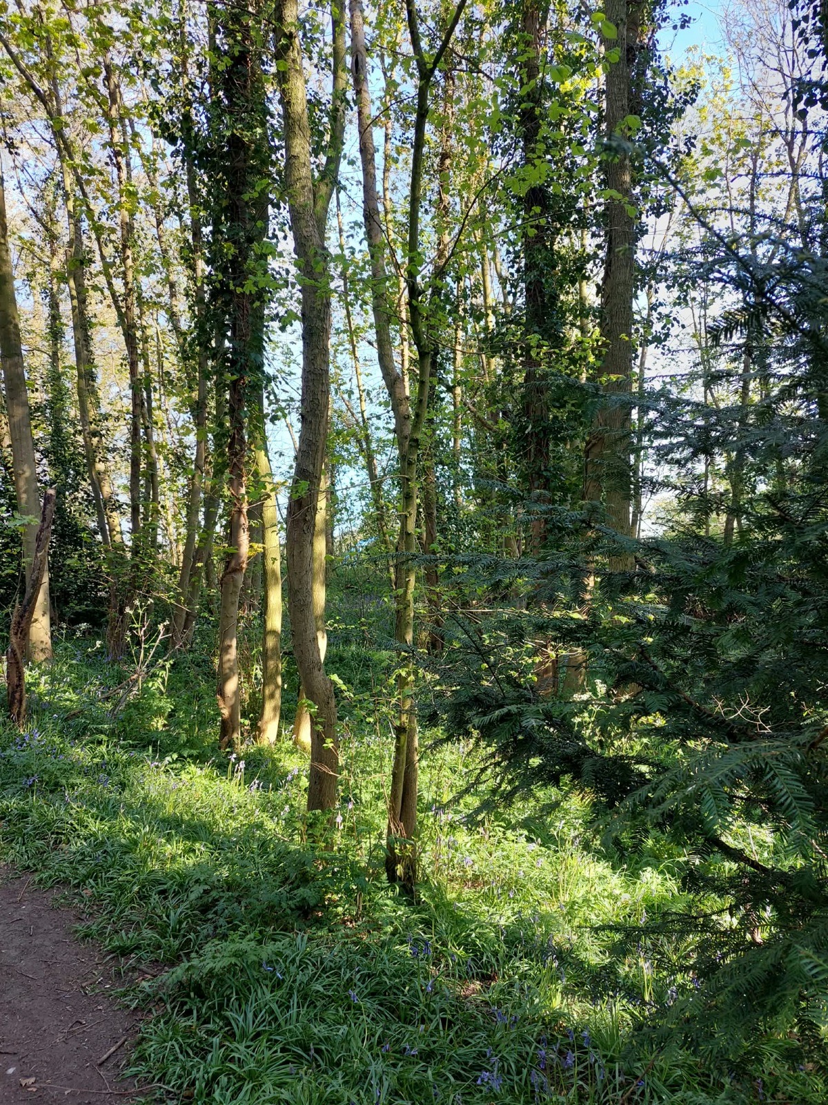 Sunlit bluebell woodland in spring — new growth and light through trees