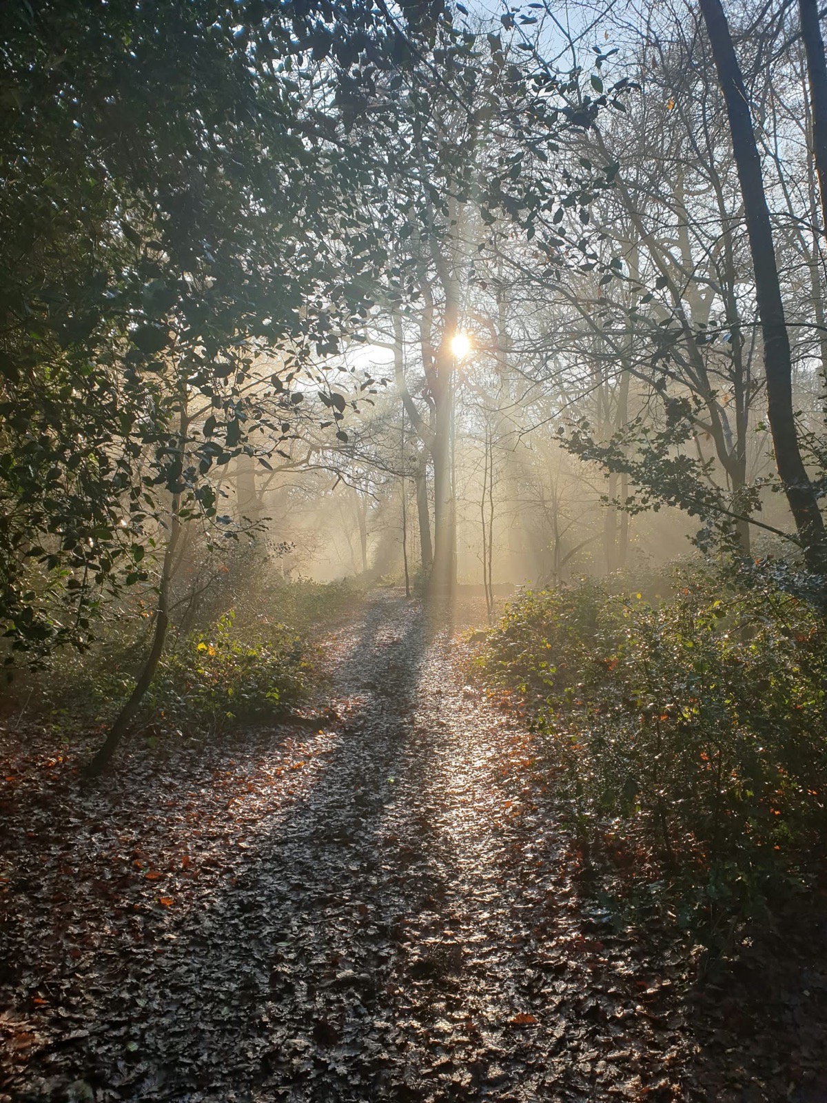 A misty woodland path with morning light — metaphor for the counselling journey