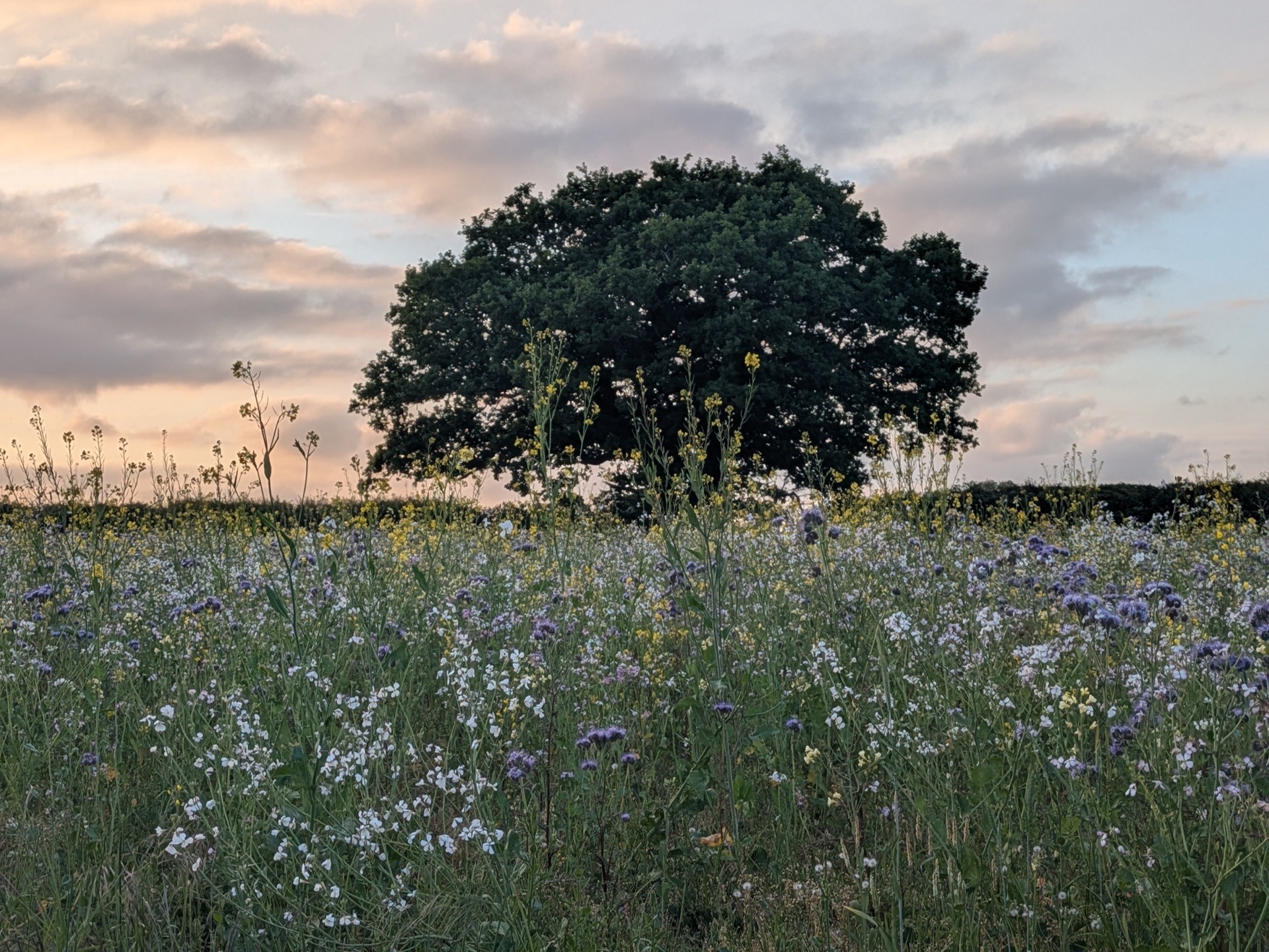 Wildflower meadow at sunset — openness and calm